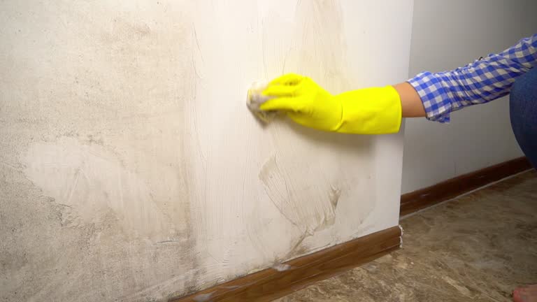 Du Quoin, IL Mold Removal Company